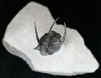 Cyphaspis (Otarion) Trilobite - Free Standing Spines #15570-1